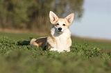 CORGI PEMBROKE 652